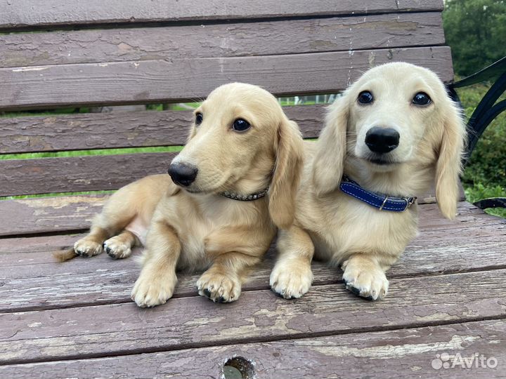 Щенки таксы кремовой (английский крем)