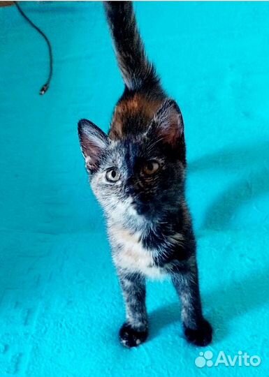 Трехцветный котенок в добрые руки