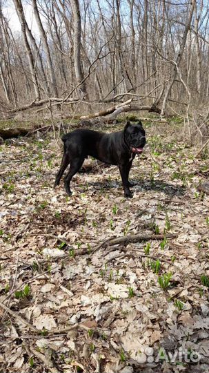 Кане Корсо вязка, или щенком