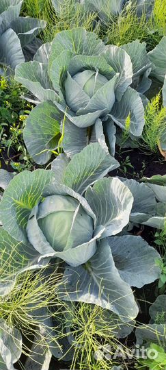 Капуста оптом