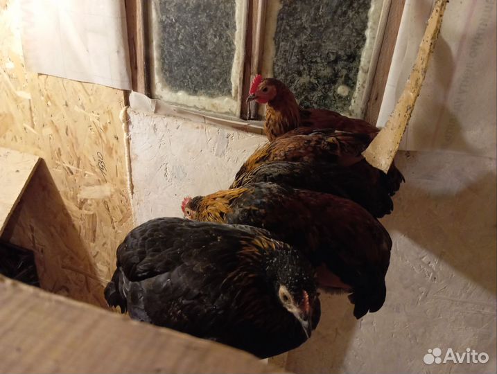 Карликовые куры бентамки