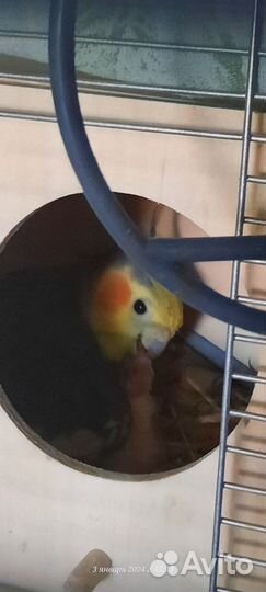 Попугай корелла птенец