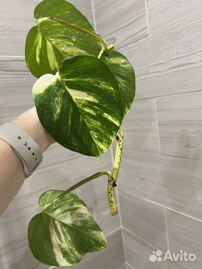 Сциндапсус золотистый эпипремнум