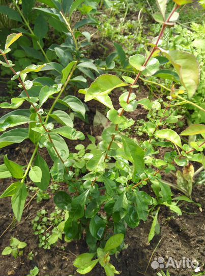 Продажа садовых растений