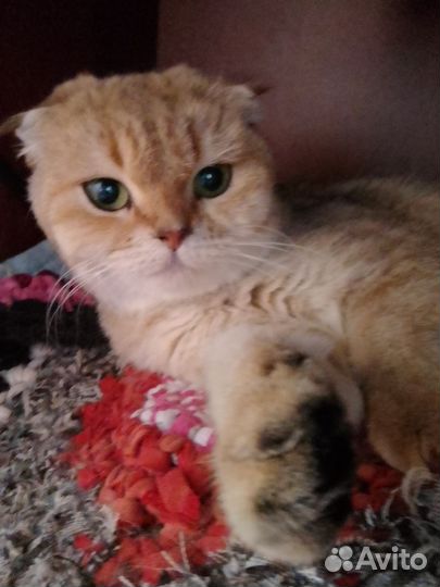 Шотландская