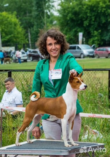 Кобели басенджи для вязок