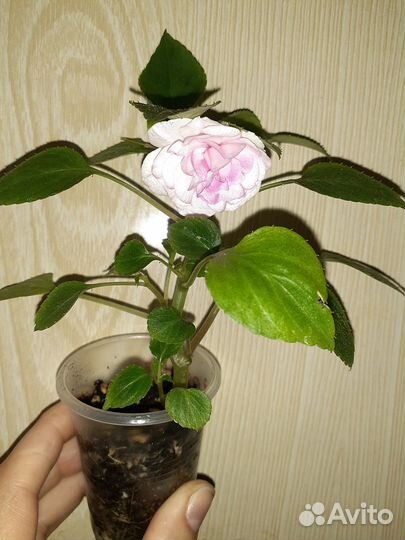 Apple blossom бальзамин махровый