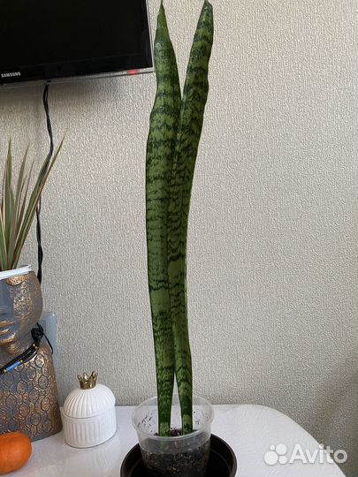 Диффенбахия,сансевиерия,сциндапсус,замиокулькас