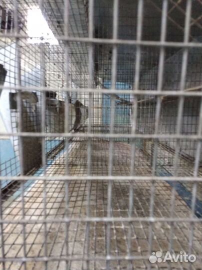 Клетка для животных бу