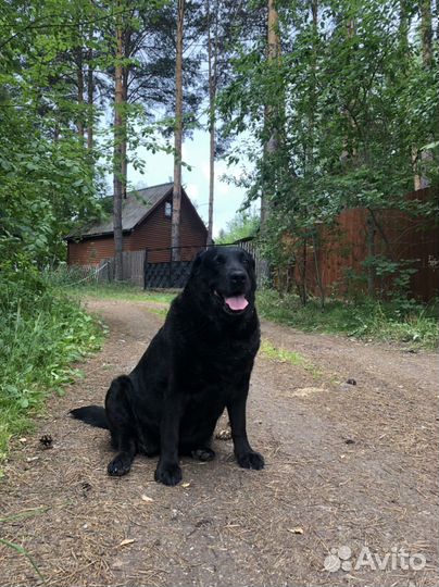 Отдам лабрадора