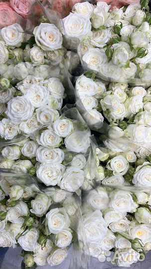 Кустовые розы