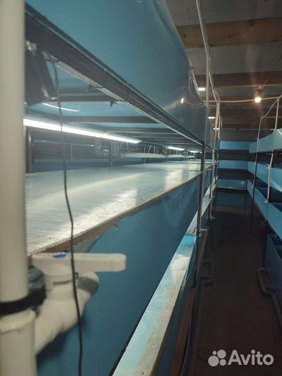 Узв для раков аккр