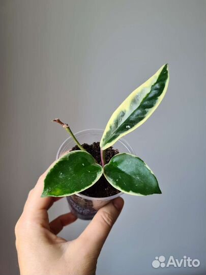 Хойя кримсон квин