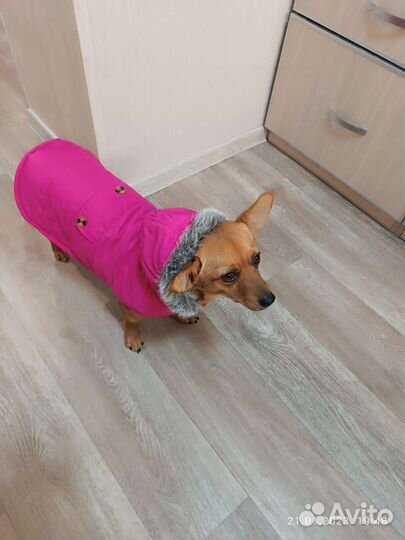 Курточка на собачку