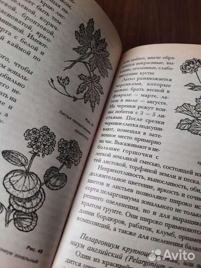 Растения в интерьере