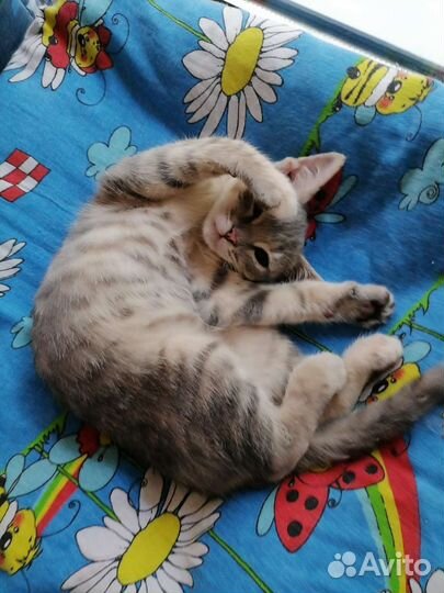 Котенок очаровашка. В добрый руки