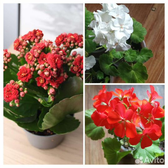 Декабрист пеларгония каланхоэ