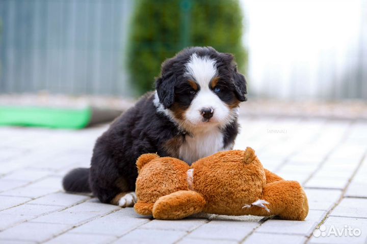 Бернский зенненхунд