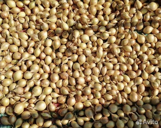 Лук шалот семейный