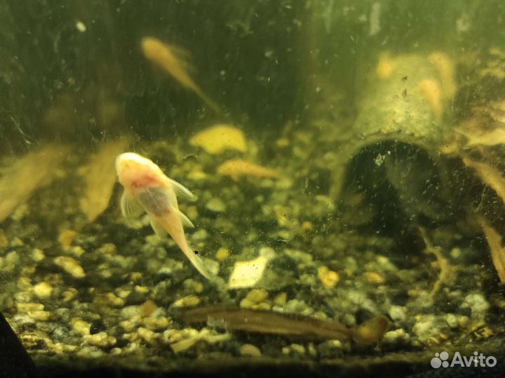 Анциструс вуалевый L-144 производ и молодежь