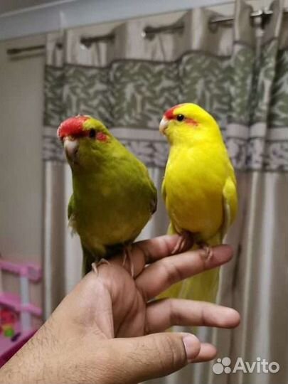 Новозеландские какарики, птенцы