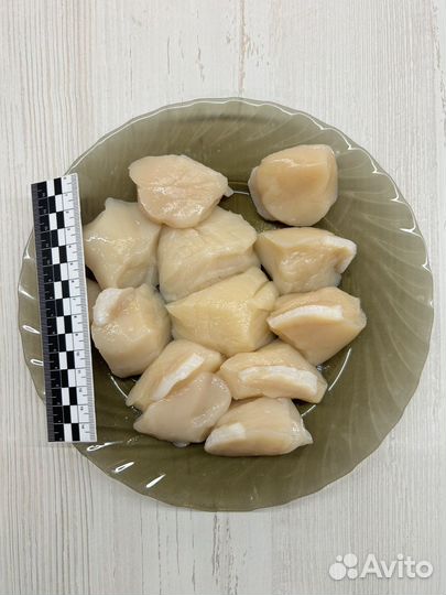 Гребешок приморский Огромный