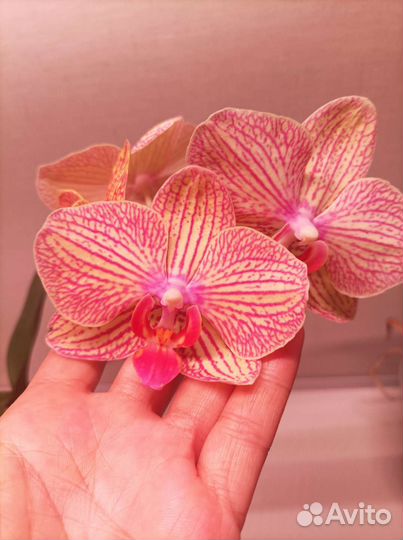 Орхидея фаленопсис