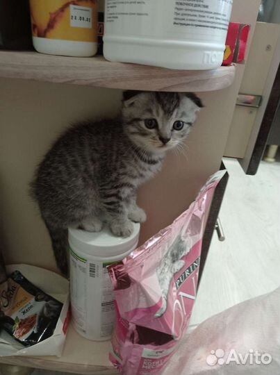 Шотландский вислоухий котёнок