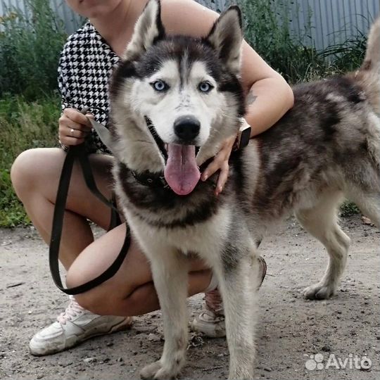 Хаски в добрые руки