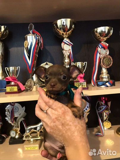 Русский той-терьер мини