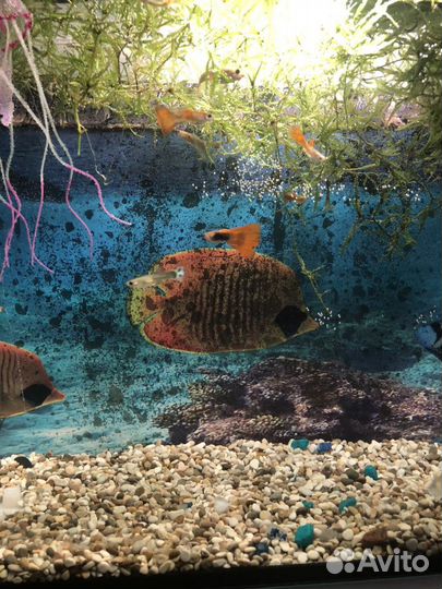 Продаются аквариумные рыбки 