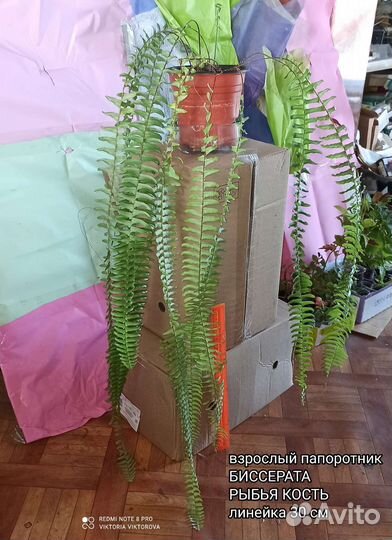 Папоротник нефролепис биссерата