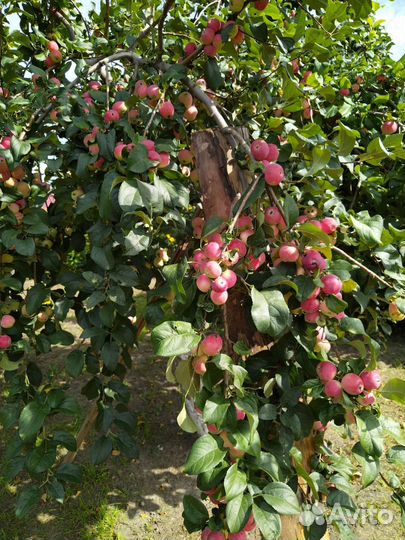 Яблоки свежие