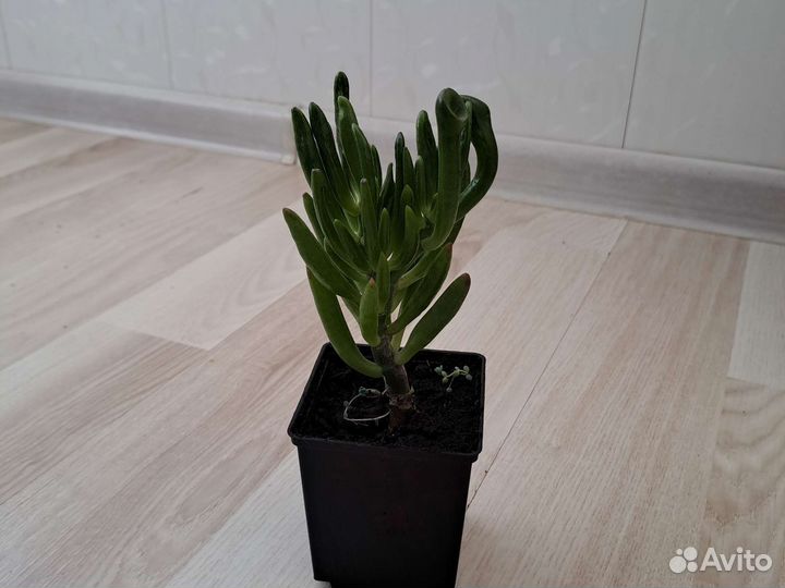 Крассула овата Хоббит