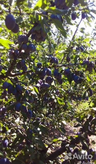 Продукты питания оптом