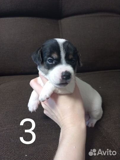 Щенки джек рассел терьер