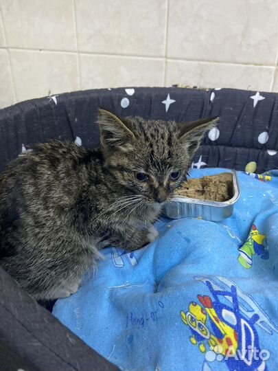 Котёнок 1,5 месяца