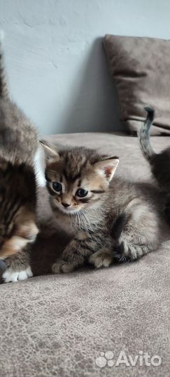 Котята в любящие руки