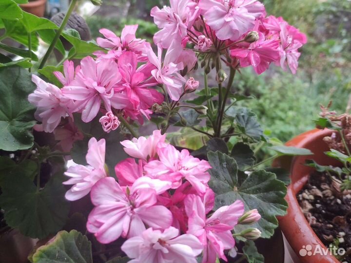 Пеларгония Оккольд Лагуна