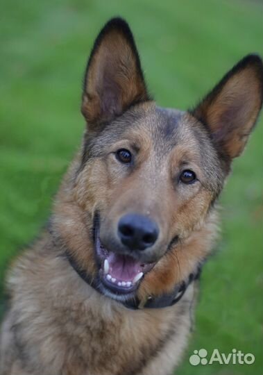 Тимон в добрые руки