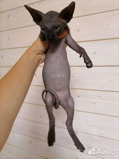 Канадские сфинксы