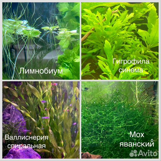 Рыбки гуппи Эндлера, теодоксусы