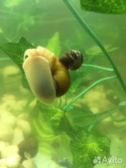 Аквариум 100л с колукруглым стеклом, с рыбками