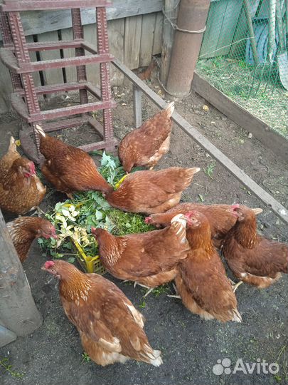 Курицы несушки молодки