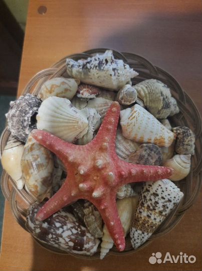 Продам набор ракушек