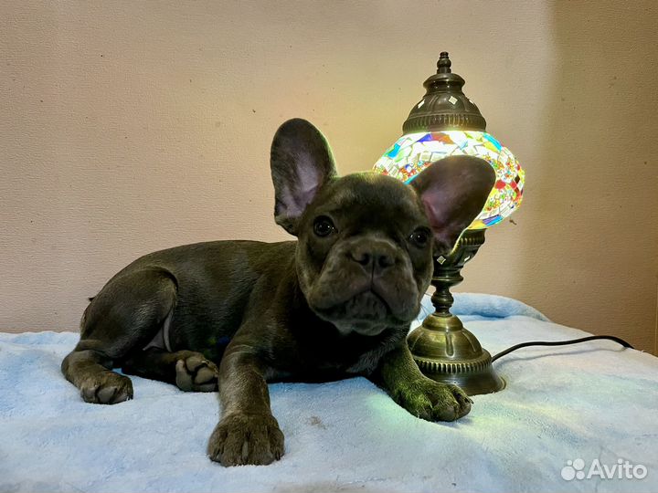Французский бульдог голубой