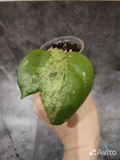 Хойя Джой splash