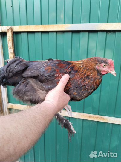 Петушок Маран