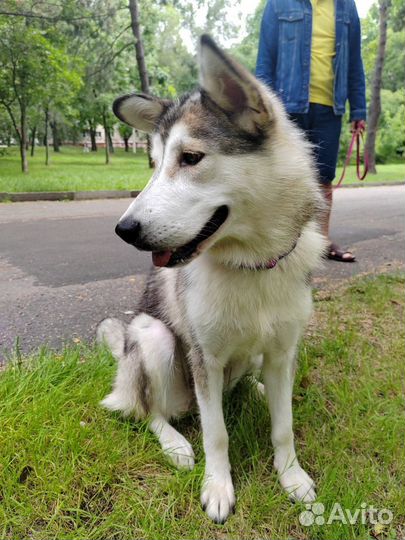 Аляскинский маламут помесь