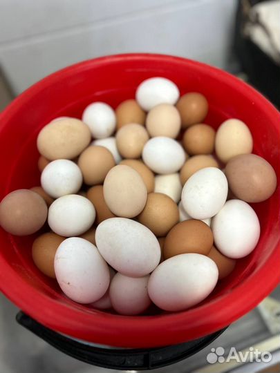 Домашние куриные яйца